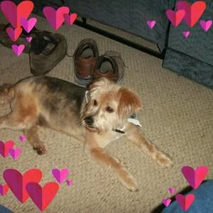 Meet your Posher, Rosemary